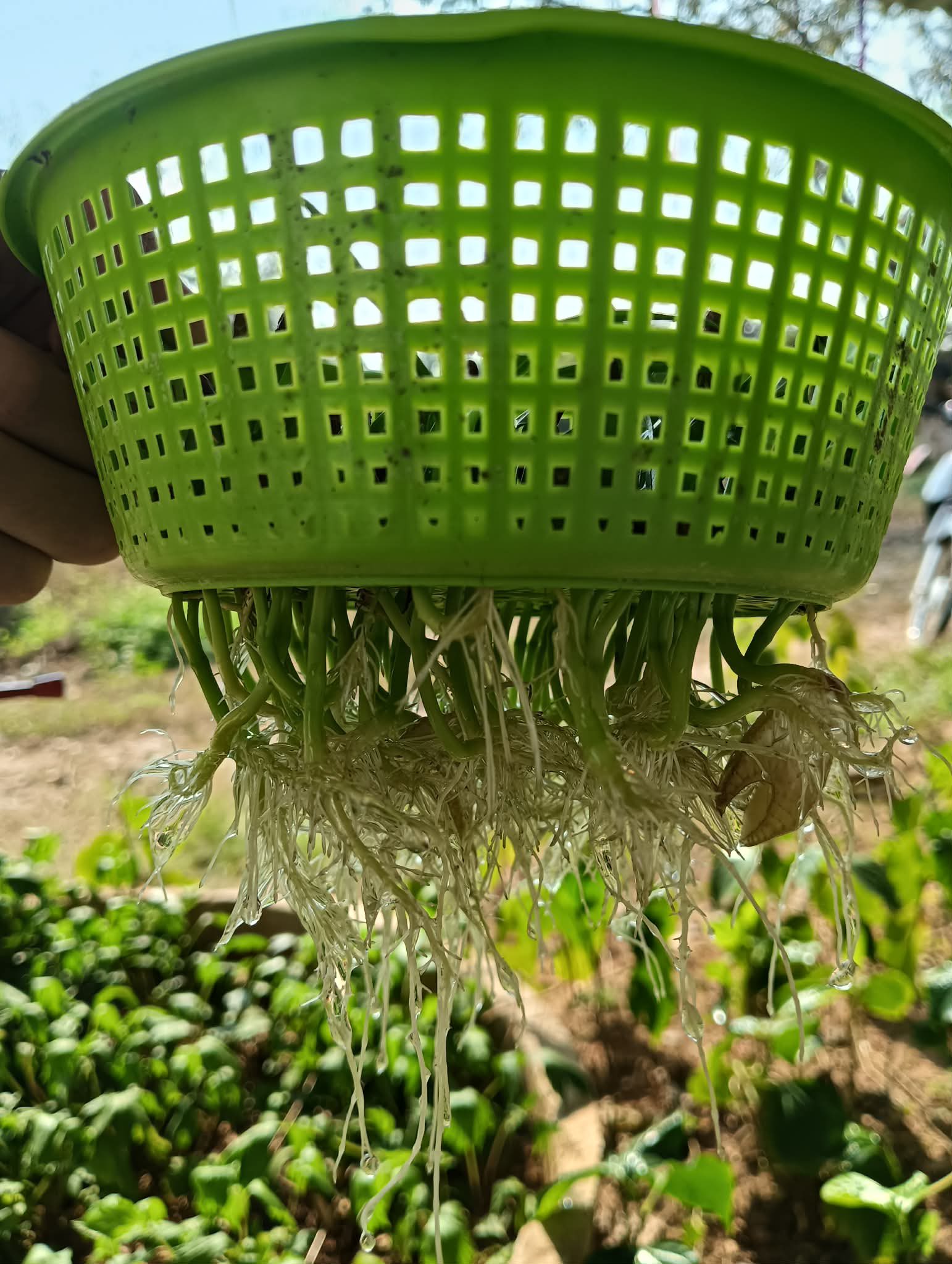 ผลงานนักศึกษา