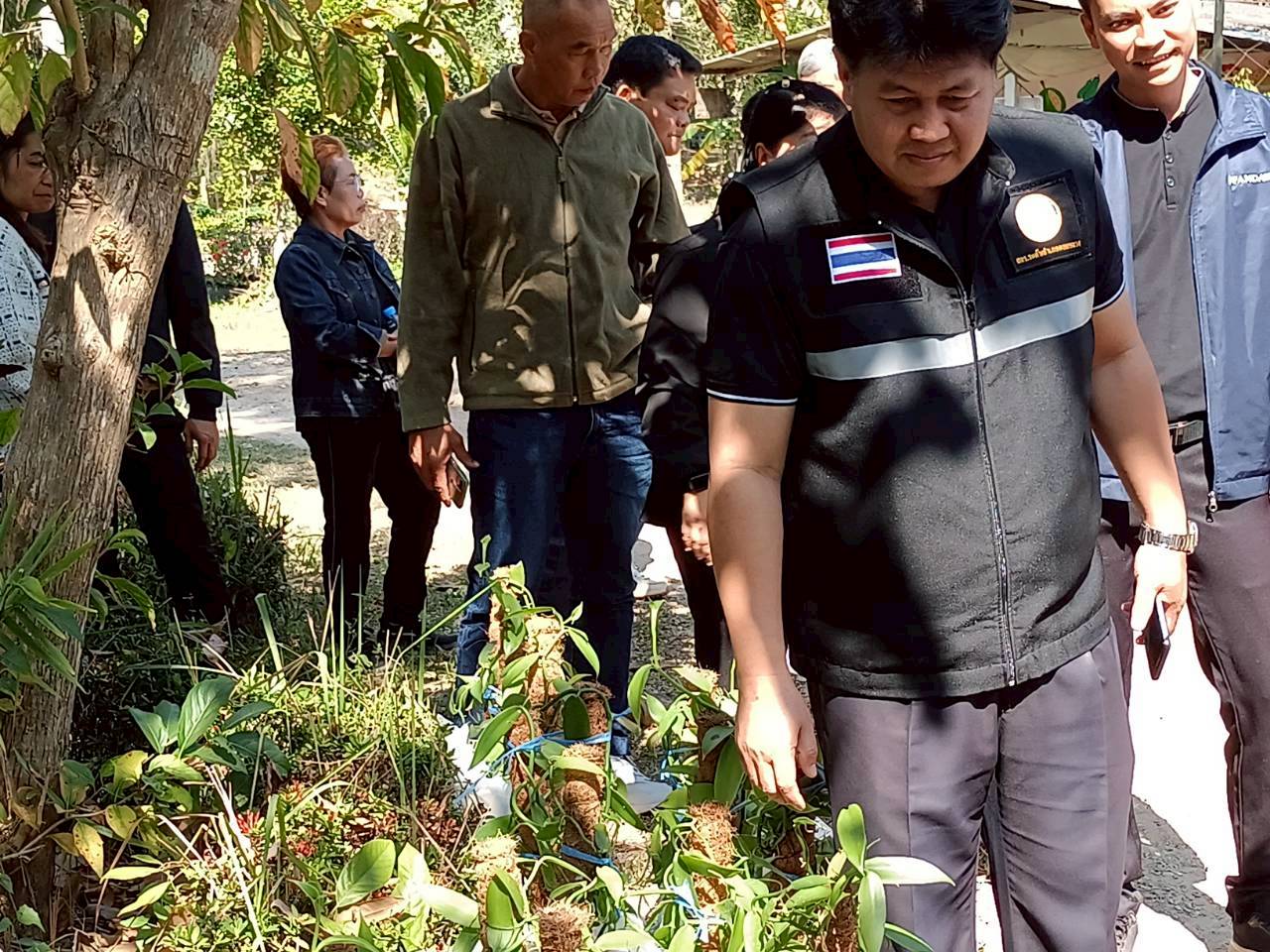 โครงการ การเรียนรู้การปลูกพืชเศรษฐกิจ ต้นวานิลลา